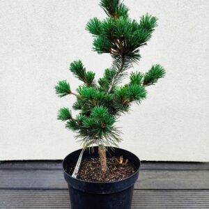 Sosna drobnokwiatowa Negishi